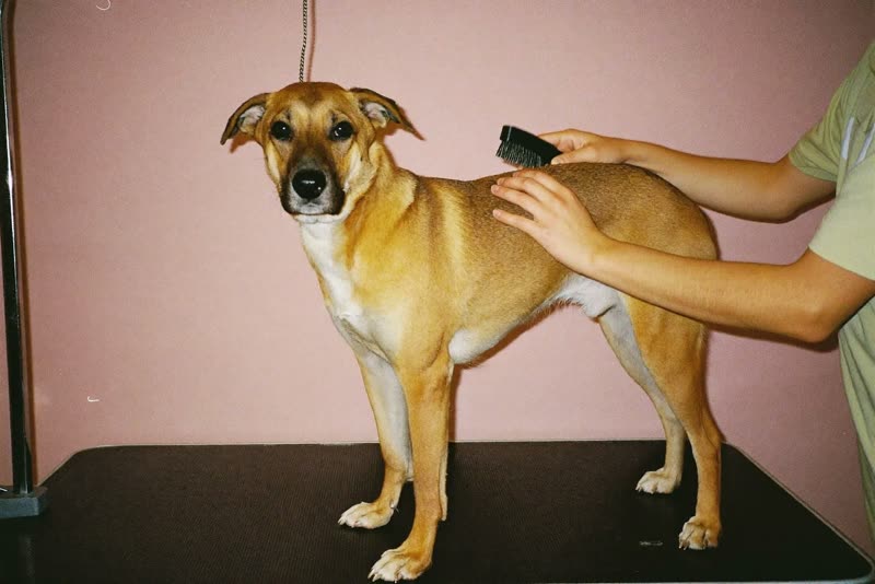 A dog standing calmly on the grooming table while being brushed