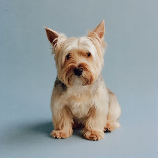 A freshly washed and dried small terrier
