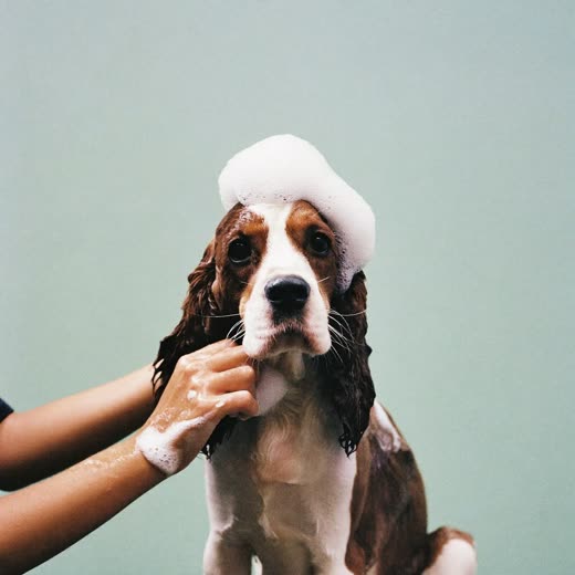 A spaniel being shampooed, hands working the lather