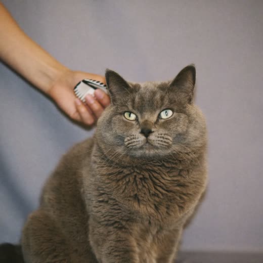 A long-haired cat being brushed