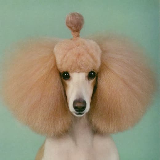 A poodle with a freshly scissored face and topknot